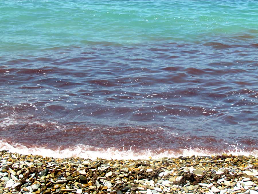 красное море, кровавое море, красное Черное море, красные водоросли в море