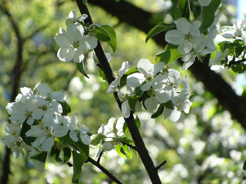 цветущее дерево, весна в саду, белые цветы