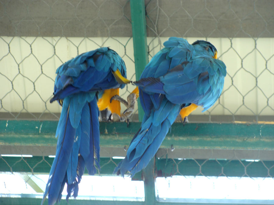 попугаи, нежность животных