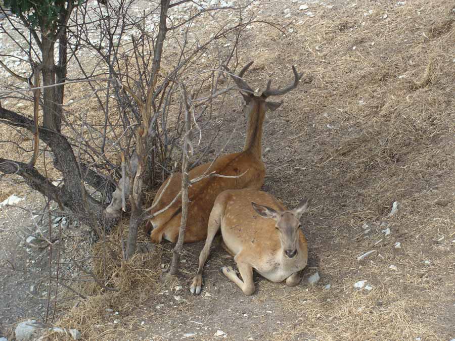 животные в Сафари Парке 